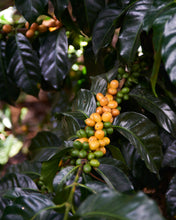 Colombia ASMUCAFE Seasonal Espresso