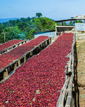 Ethiopia Kayon Mountain Farm