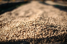 Ethiopia Gobena Bendo