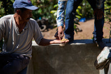 Guatemala Waykan