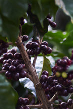 Guatemala Waykan