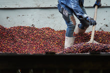 Mexico Chiapas Seasonal Espresso
